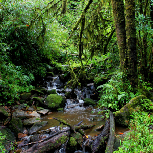 Intact Leptobrcahella habitat (C) Benjamin Tapley ZSL