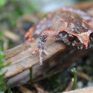Leptobrachella botsfordi (C) Benjamin Tapley ZSL