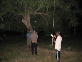 Conserving the Belalanda Chameleon