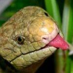 Join the Young Herpetologists