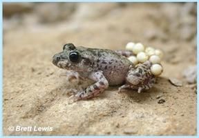 The Mallorcan Midwife Toad Recovery Programme